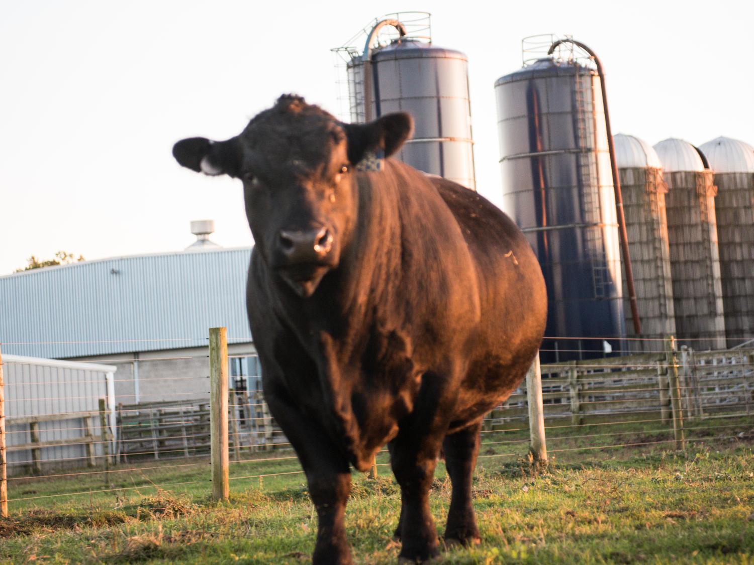 beef center bull ...