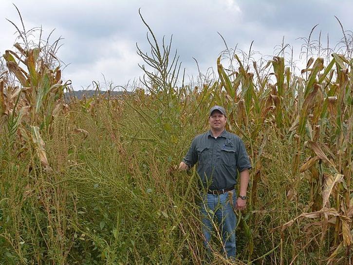 Palmer amaranth - Dwight Lingenfelter