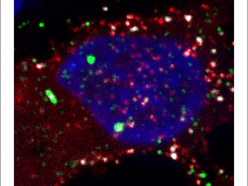 A snapshot of a cell