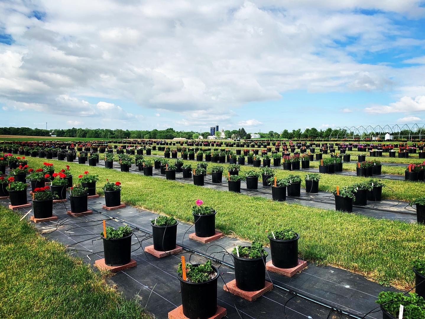 Penn State Flower Trials header