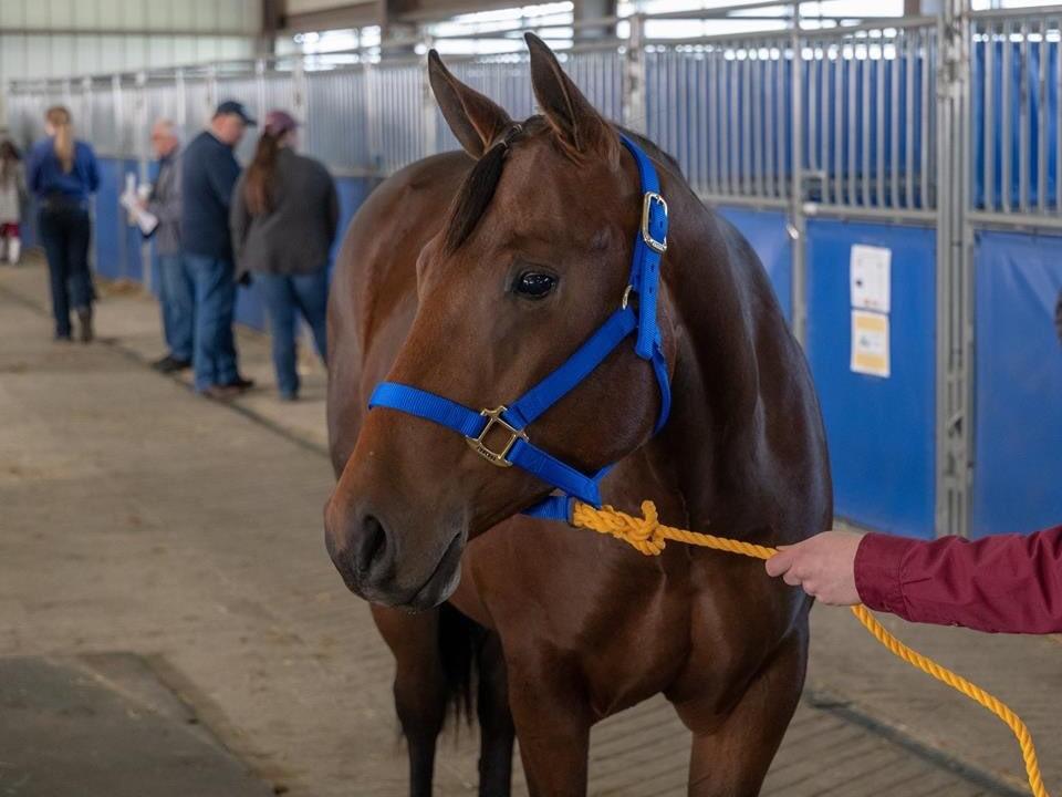 Penn State Horse Sale