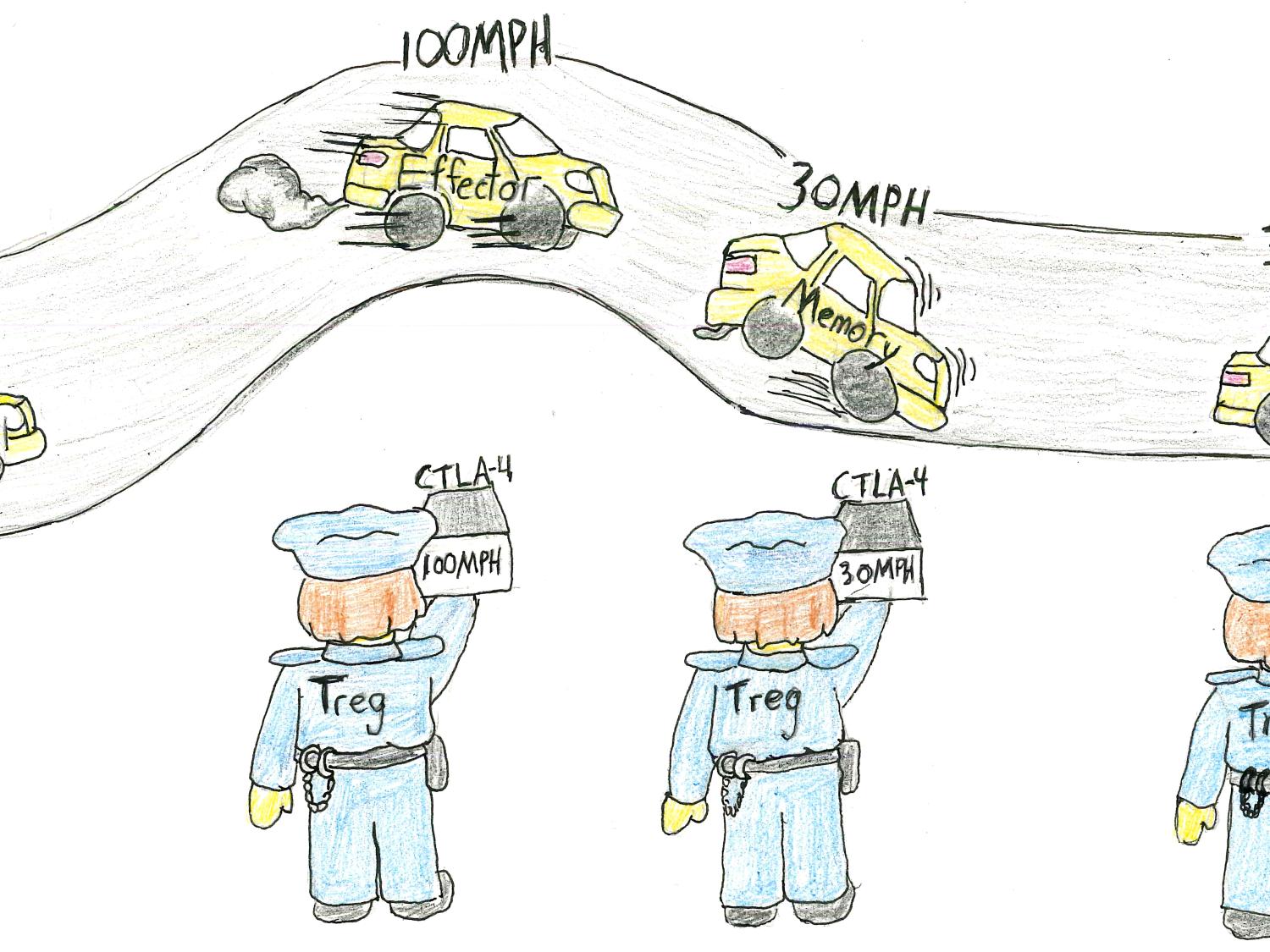 T-reg schematic