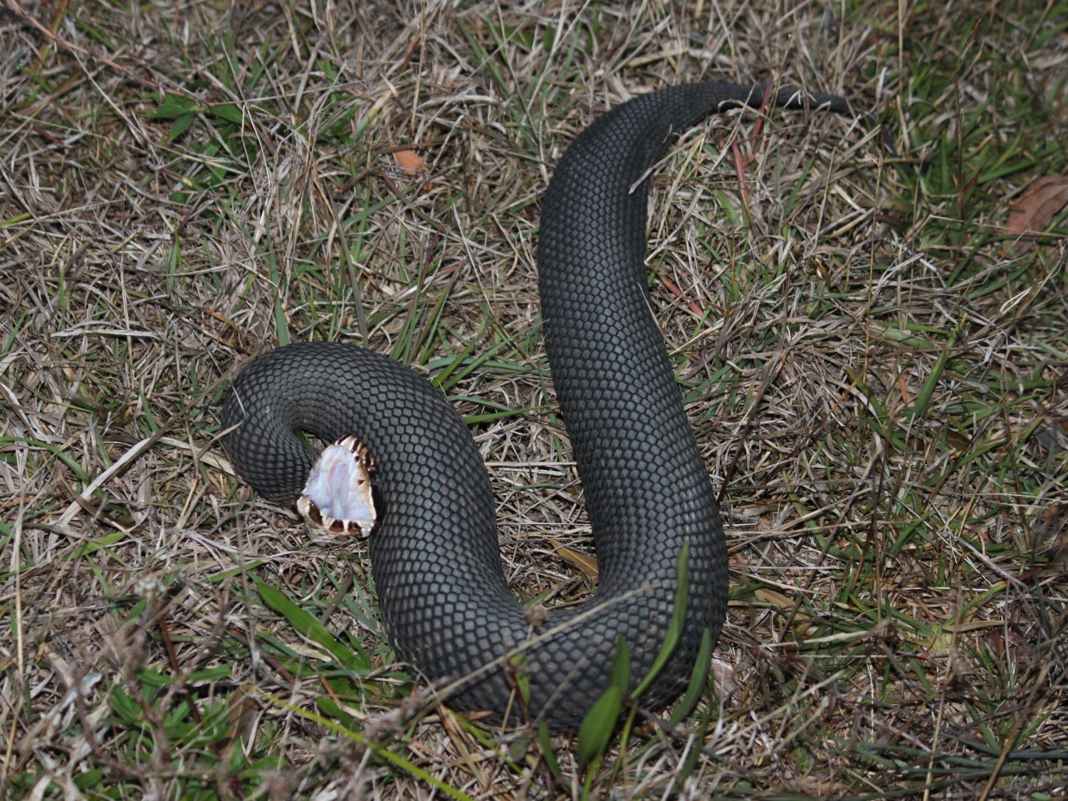 Cottonmouth snake