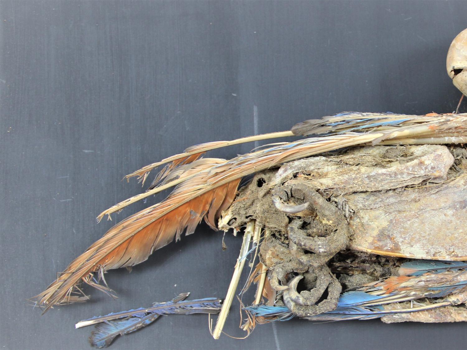 mummified parrot with claws curled up looking over its back