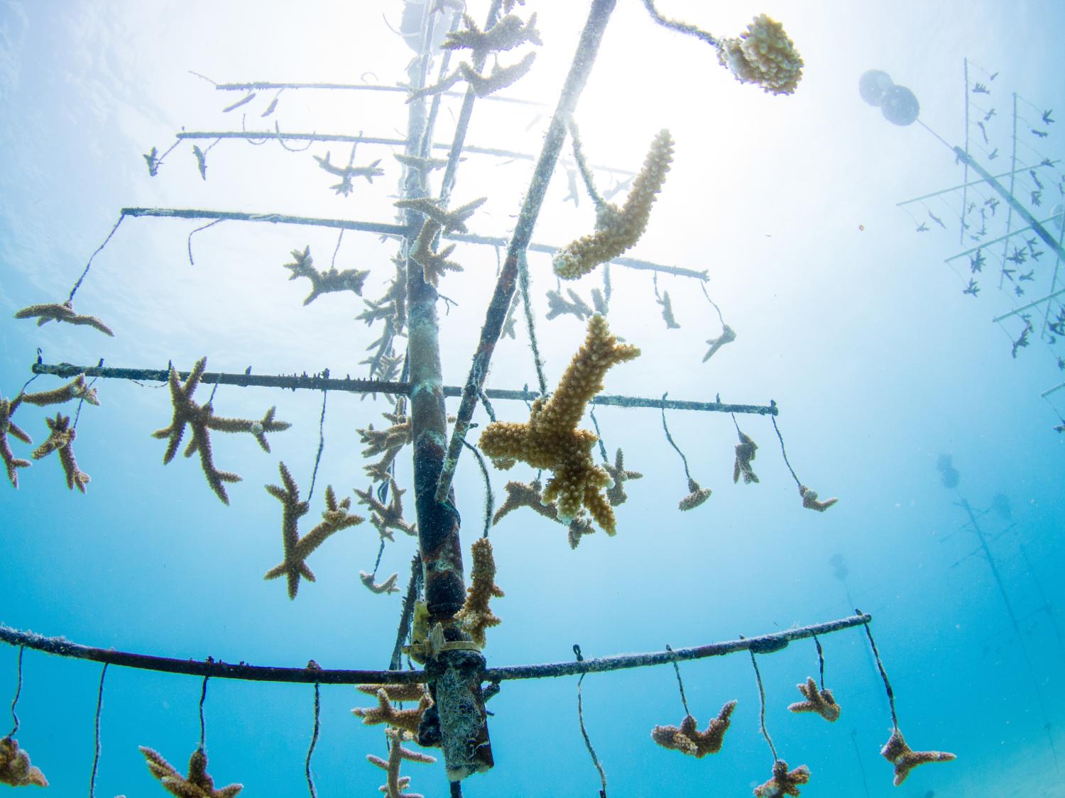 Staghorn corals being grown at Mate Marine Laboratory