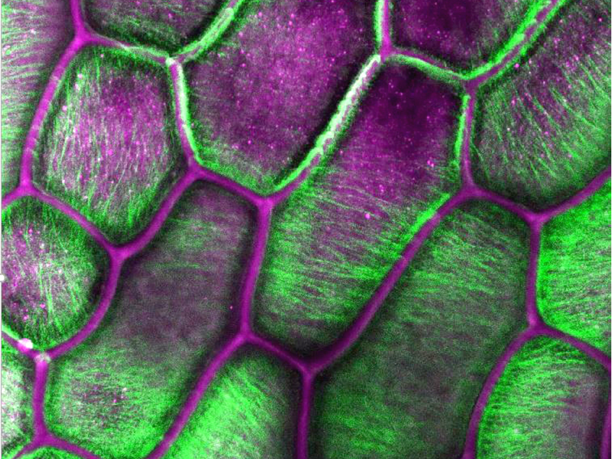 Microscopic view of onion cells in purple and green. 