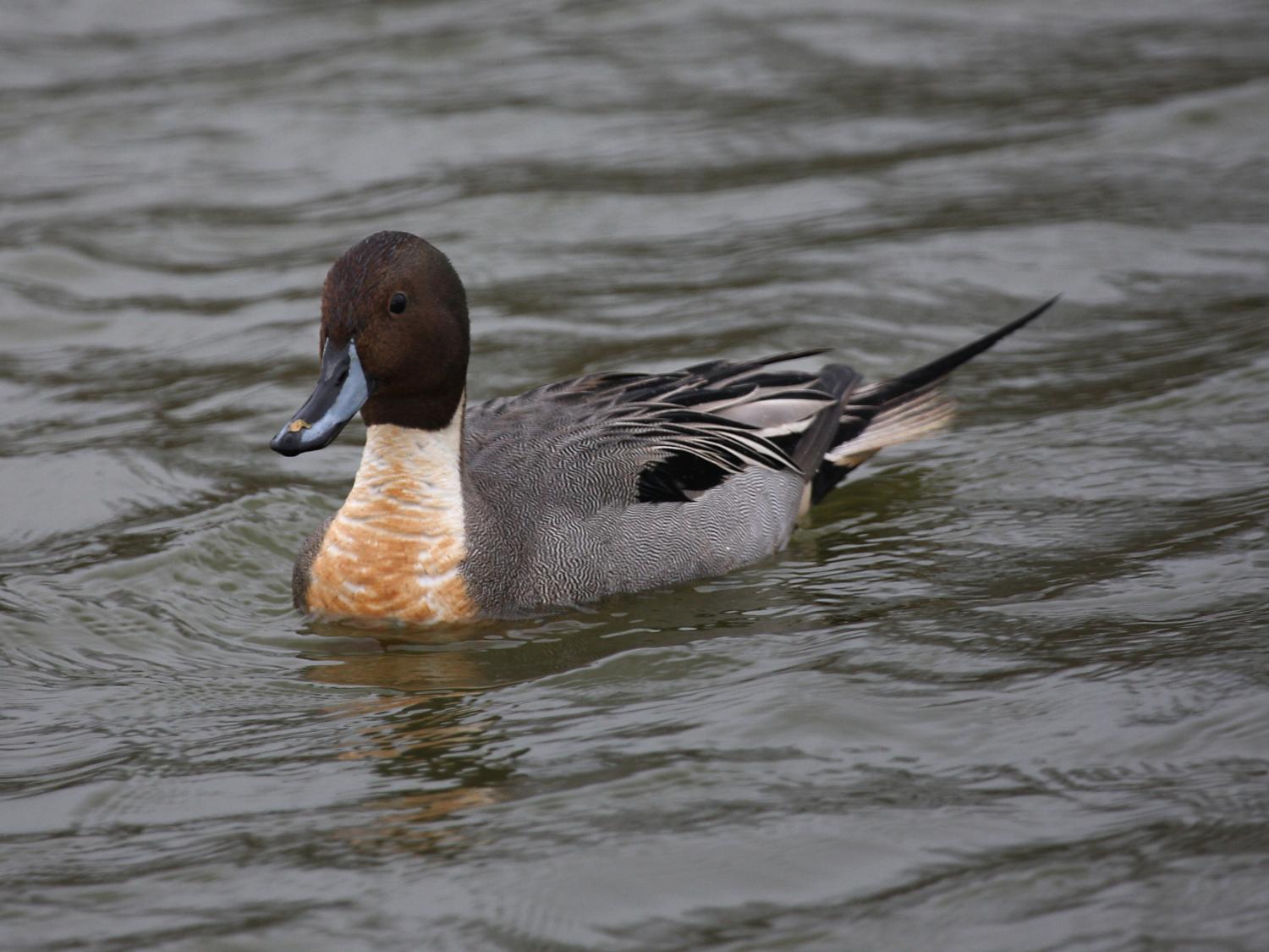 dabbling duck avian flu