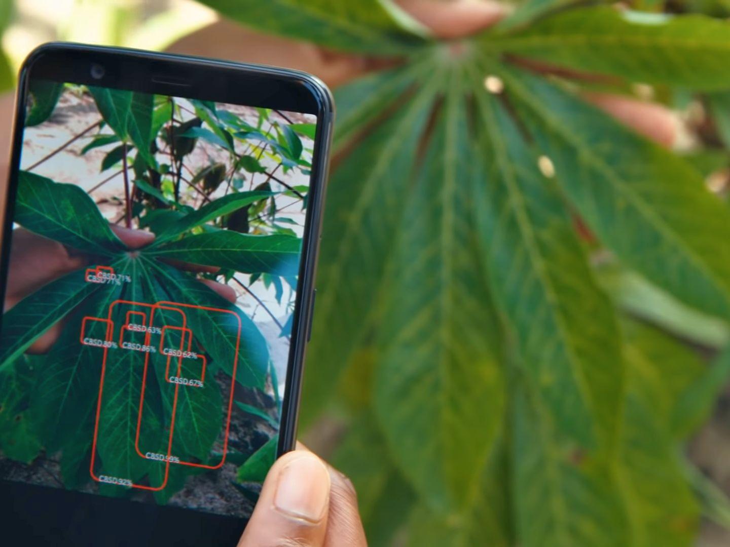 PlantVillage Nuru scanning cassava