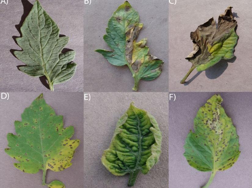 PlantVillage disease images