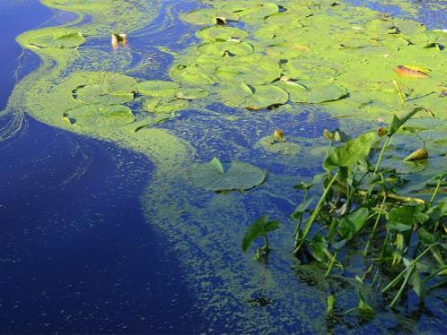 Pond algae