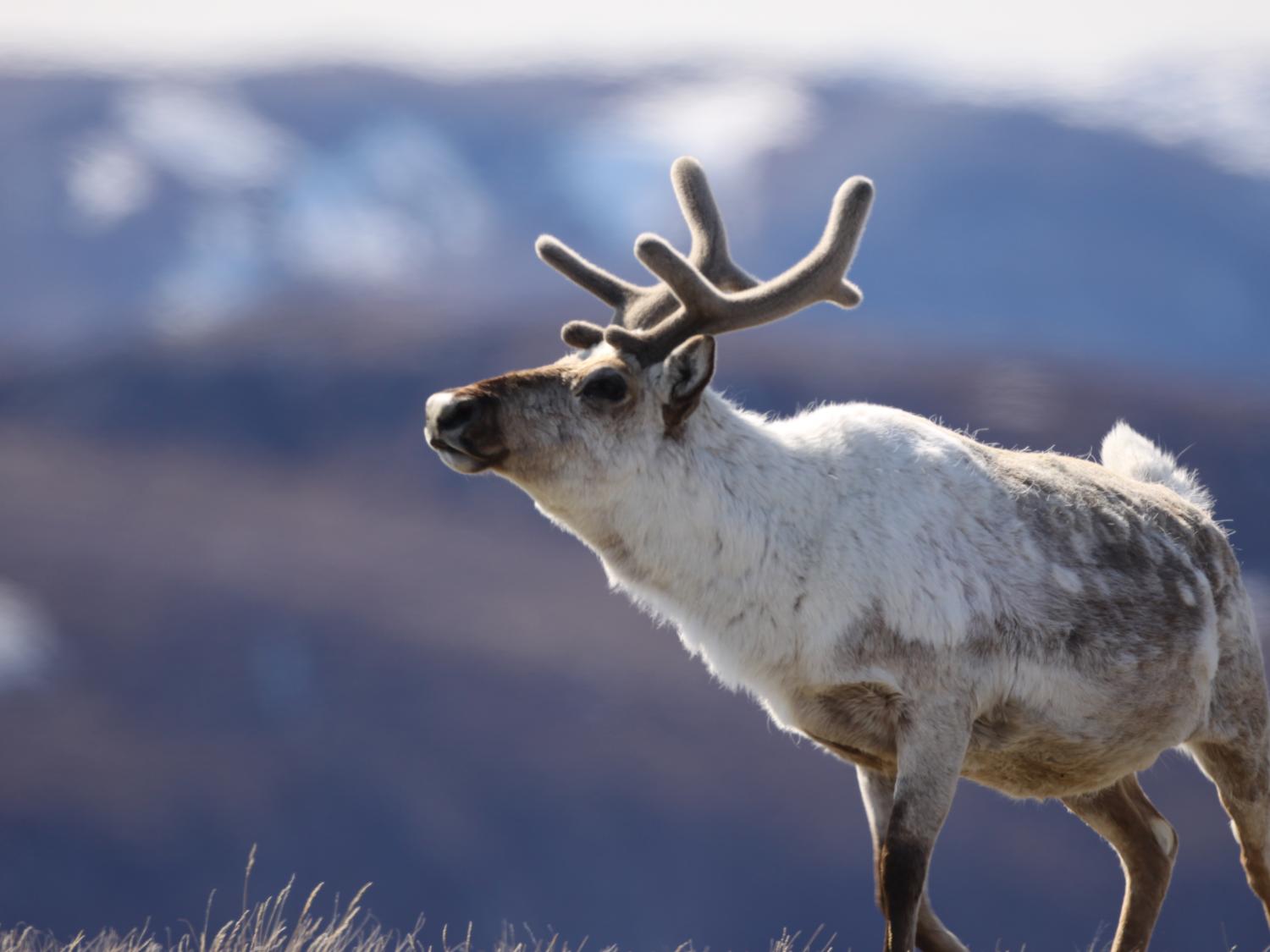 An adult male caribou, photographed in Greenland