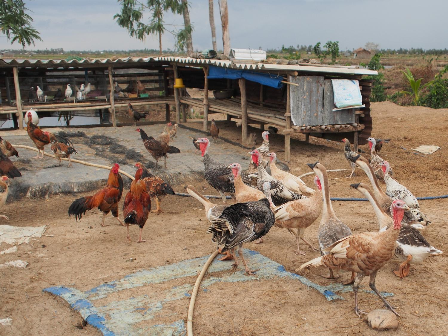 Chickens and turkeys on a farm