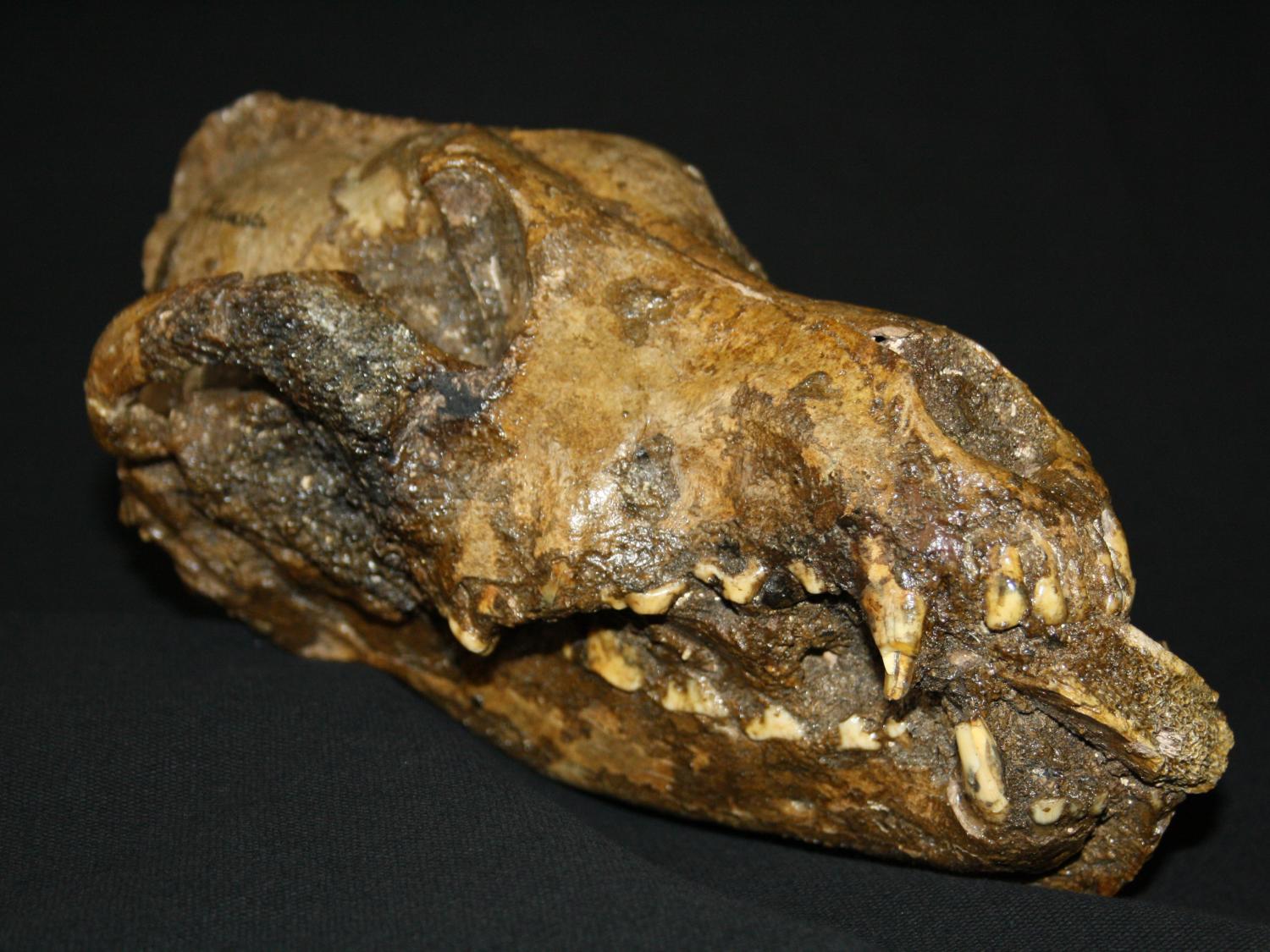 dog skull