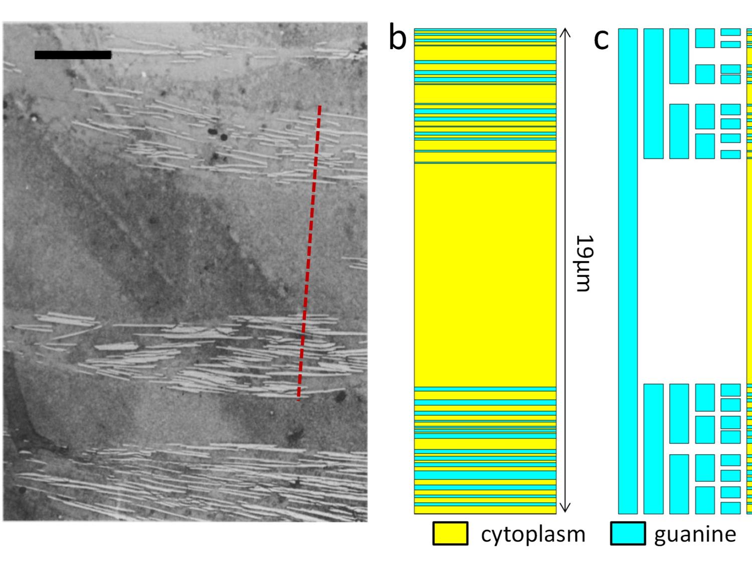 transmission electron microscopy (TEM) image
