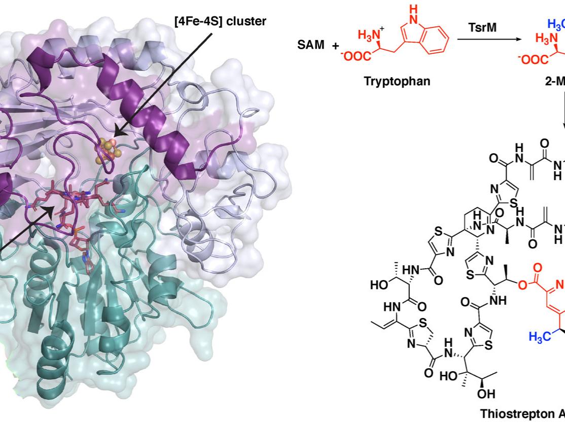 structure of TsrM protein and chemical steps