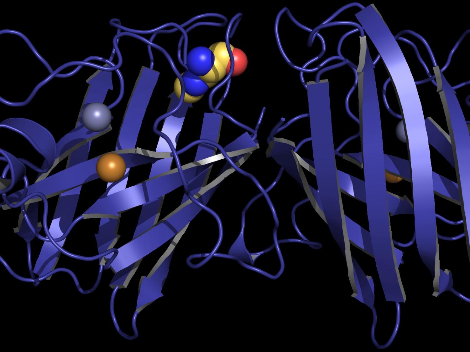  A model of the protein studied by Penn State researchers, copper-zinc superoxide dismutase, with the toxin, β-Methylamino-L-alanine, incorporated into its structure. 