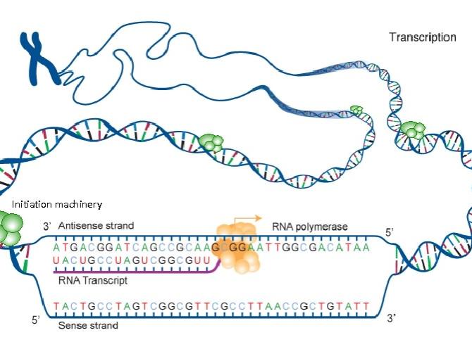 The steps involved in RNA transcription