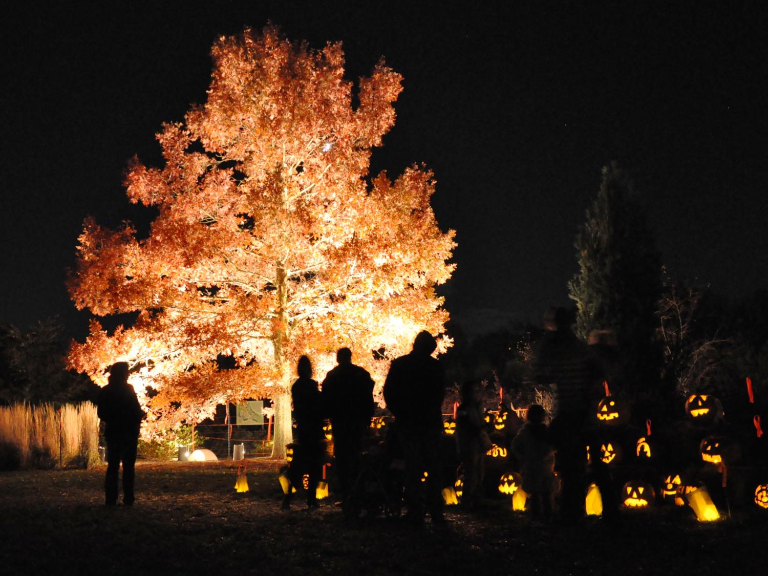 Arboretum Pumpkin Fest 2012 - Hosler Oak