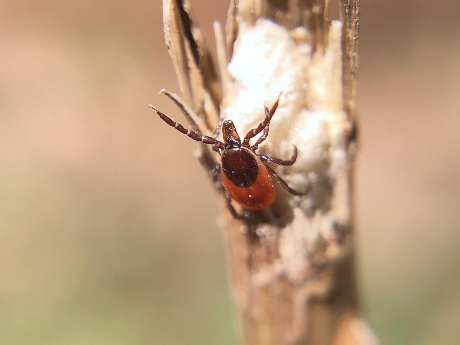 "questing" female Ixodes scapularis