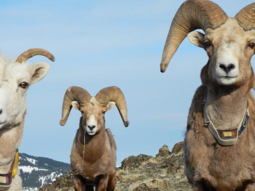big horn sheep with colored tags in ear