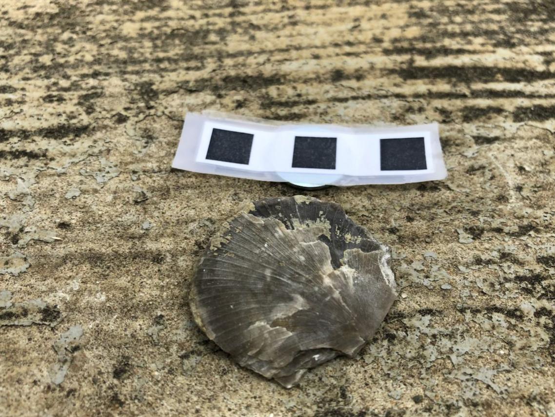 A close-up shot of Rafinesquina, an ancient genus of brachiopod belonging to order Strophomenida