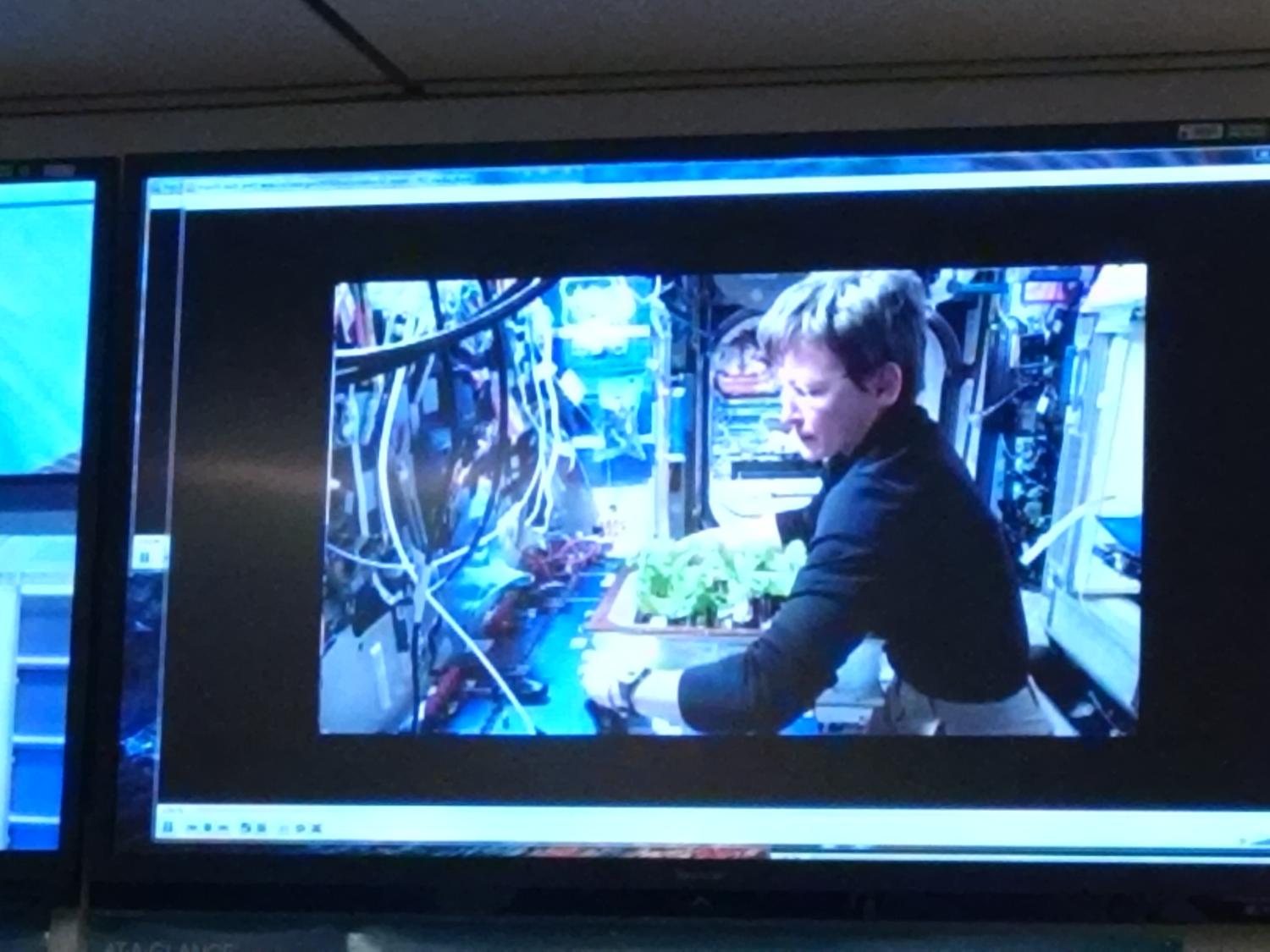 Harvesting cabbage at NASA