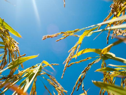 rice in the sun