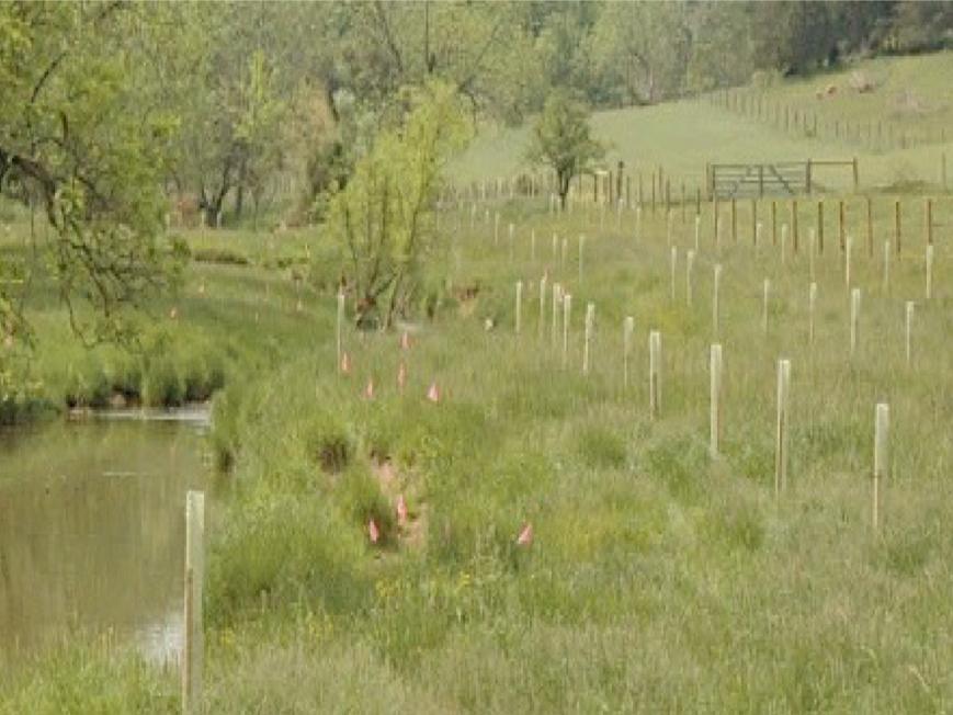 riparian tree planting