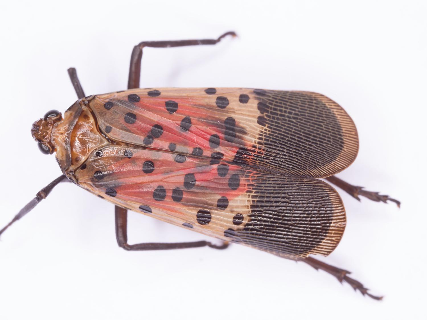 Spotted lanternfly adult male - wings folded 