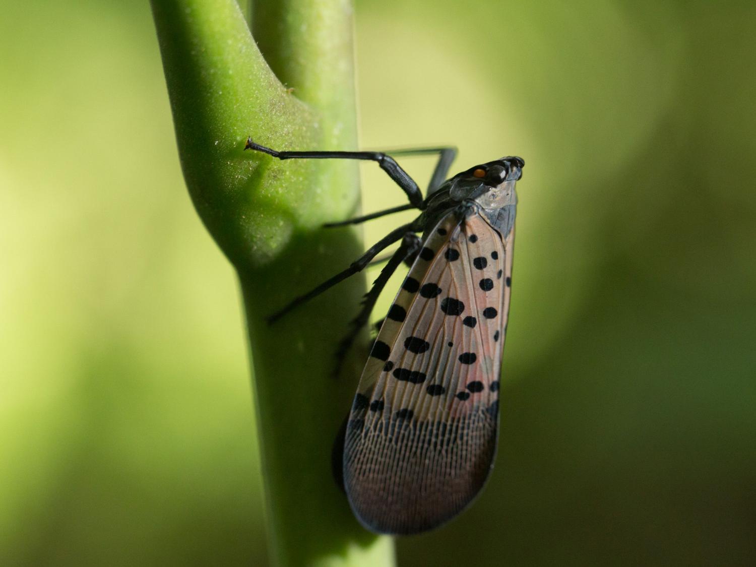 Spotted lanternfly adult upright on twig