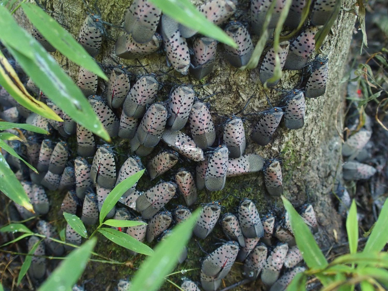 spotted lanternfly on tree
