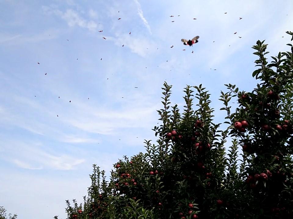 spotted lanternfly in flight