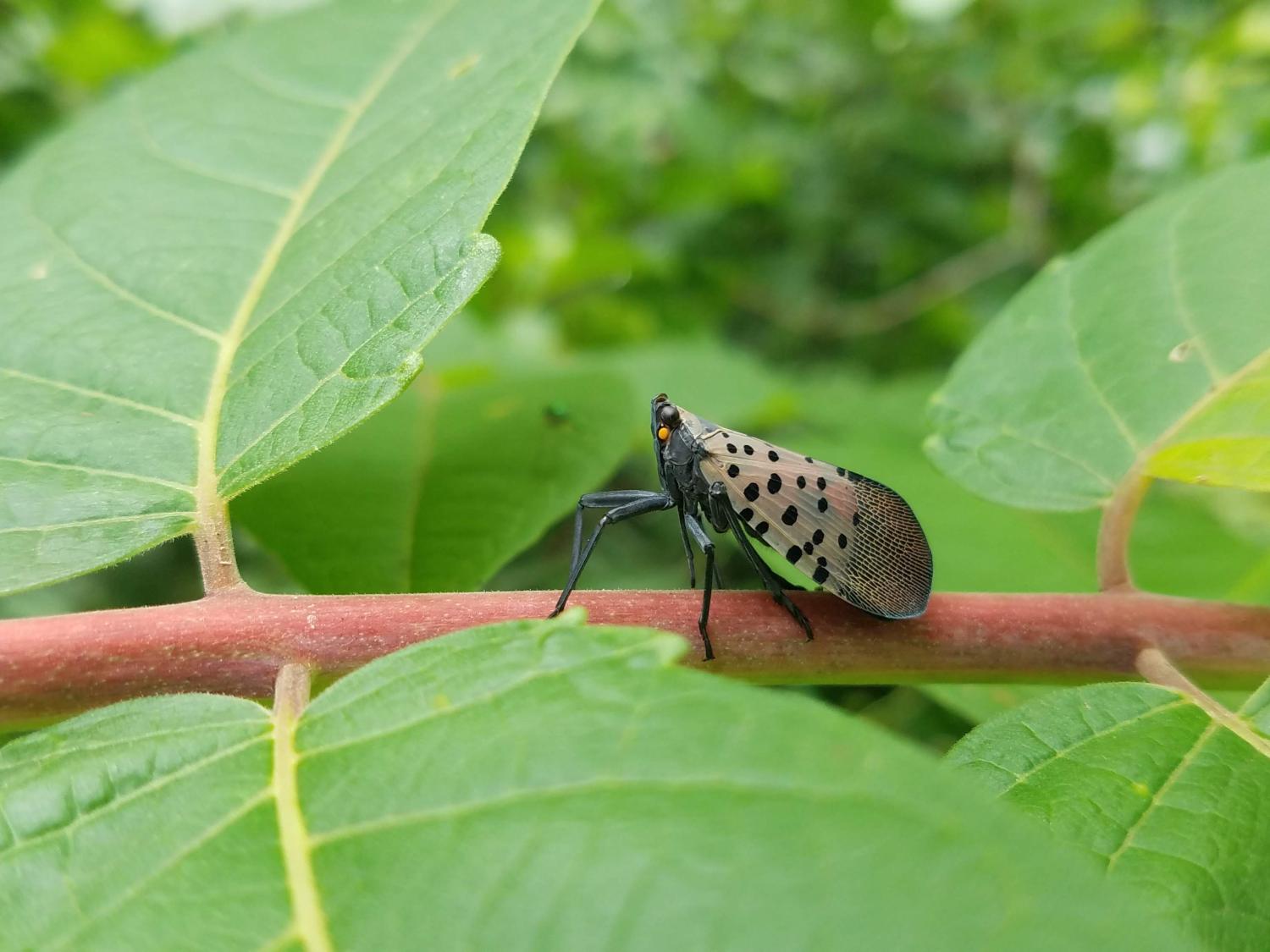 SLF on branch