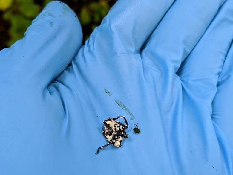 Spotted lanternfly specimen collected at research site