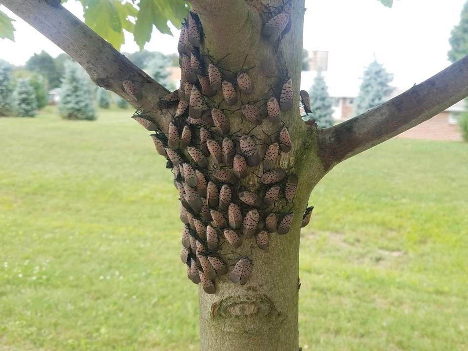 Spotted lanternfly on tree