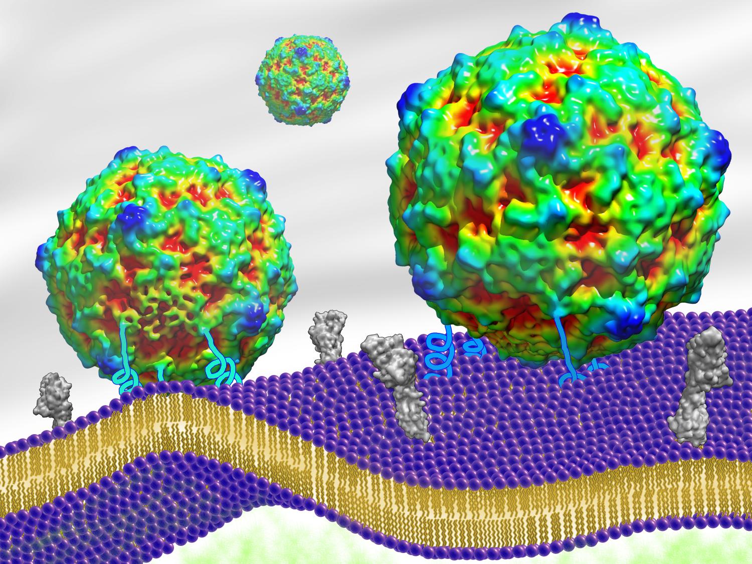 A colorful view of a virus, at the molecular level.