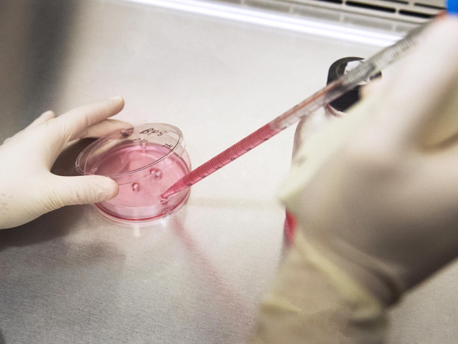 A pair of gloved hands use a pipette and petrie dish during research.