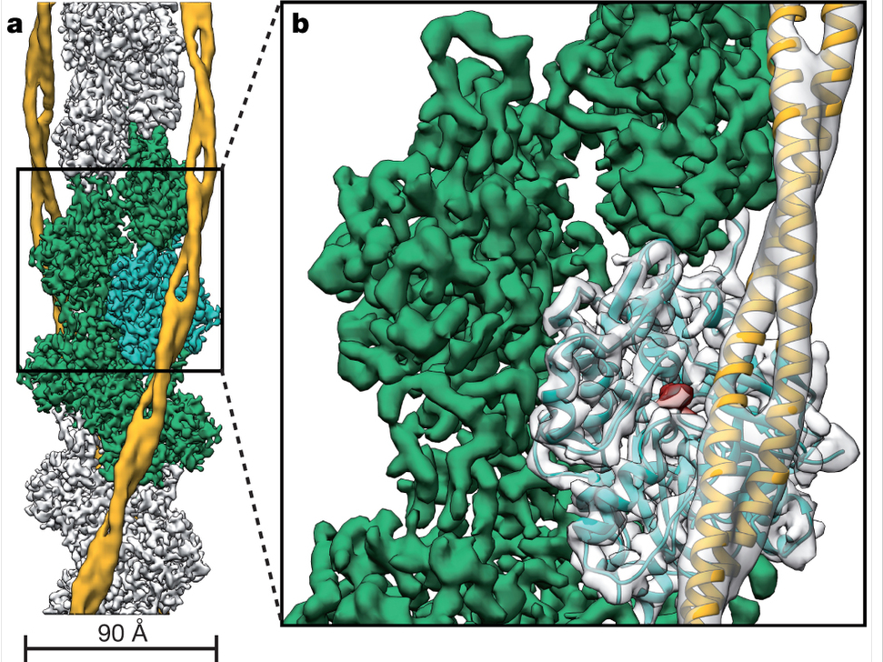 Cryo-EM structure of F-actin decorated with tropomyosin