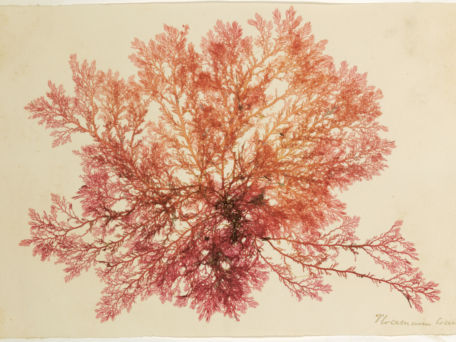 scan of dried seaweed specimen