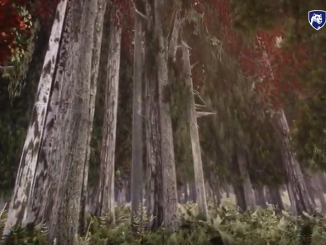 images of tree trunks in the VR forest