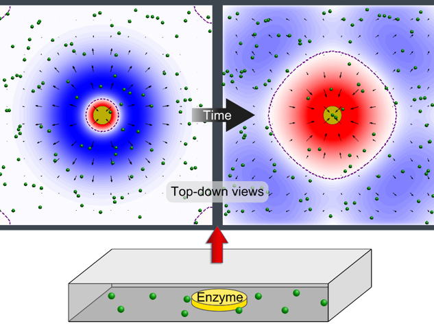 This image illustrates pumping in two directions at once with an enzyme patch. 
