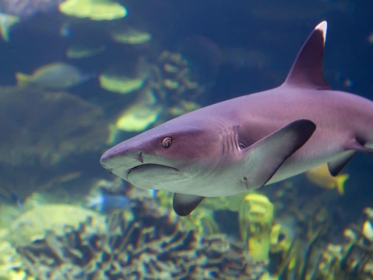A shark swims in the ocean.