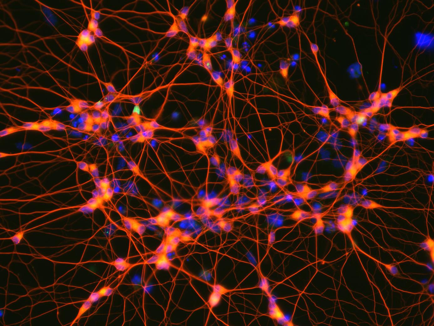 Motor neurons induced by direct programming of mouse embryonic stem cells