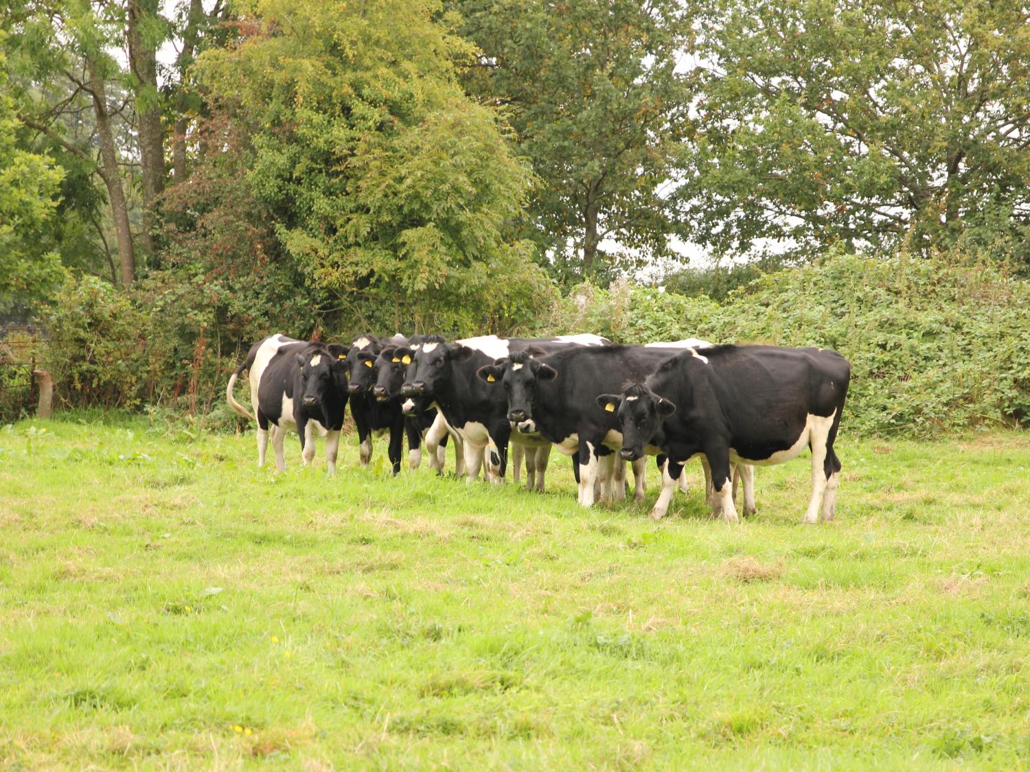 cows