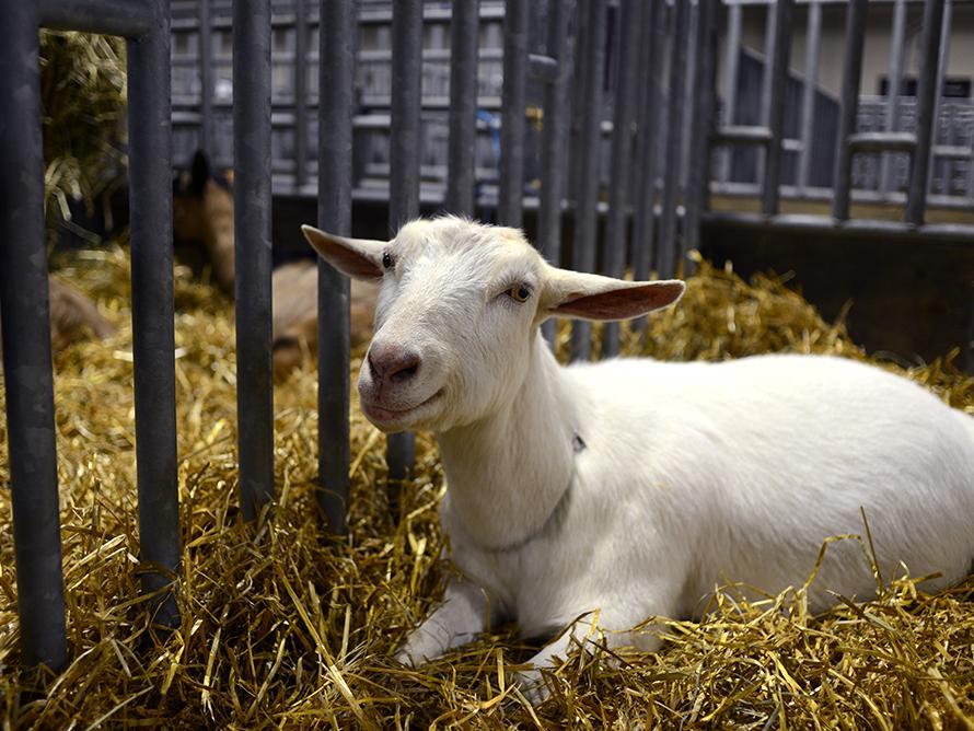 1 sheep, Donges