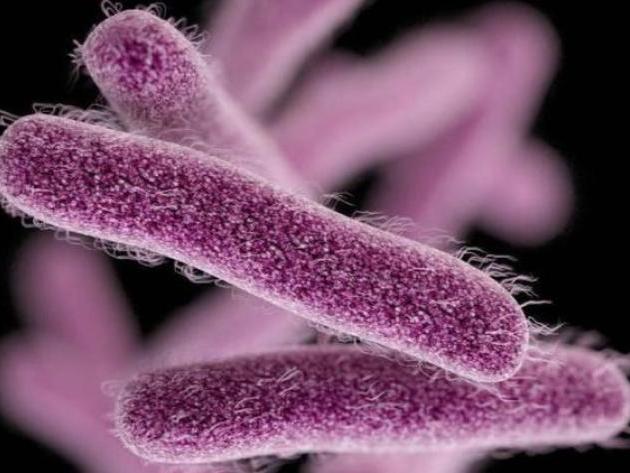 Shigella image