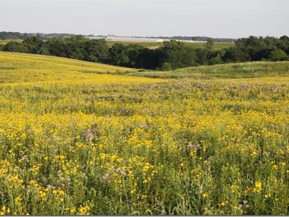 A new grant will allow C-CHANGE to develop profitable methods for transitioning lands usually devoted to annual crops to renewable energy production fueled by native grasses and forbs.