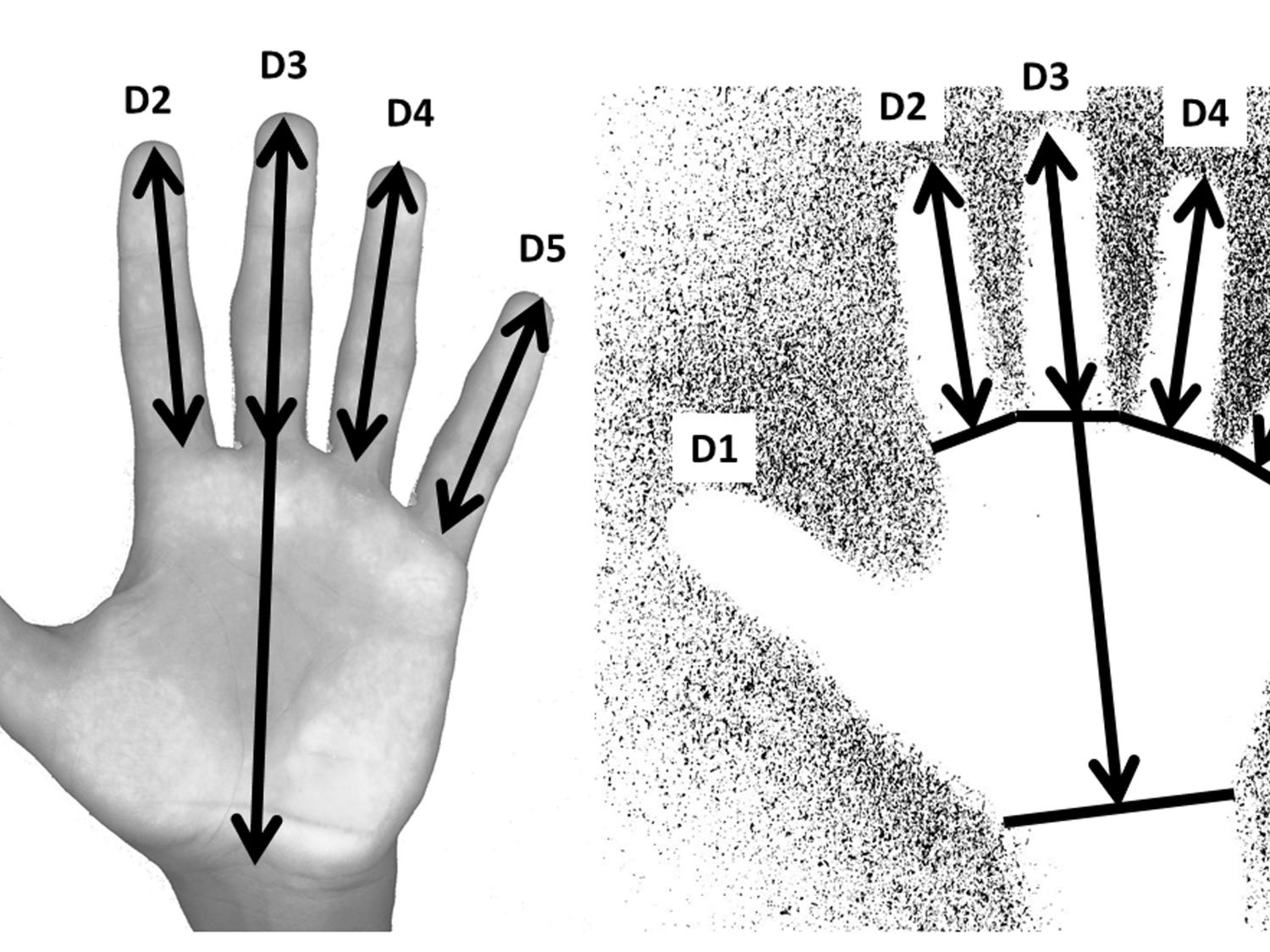 hand print measurements