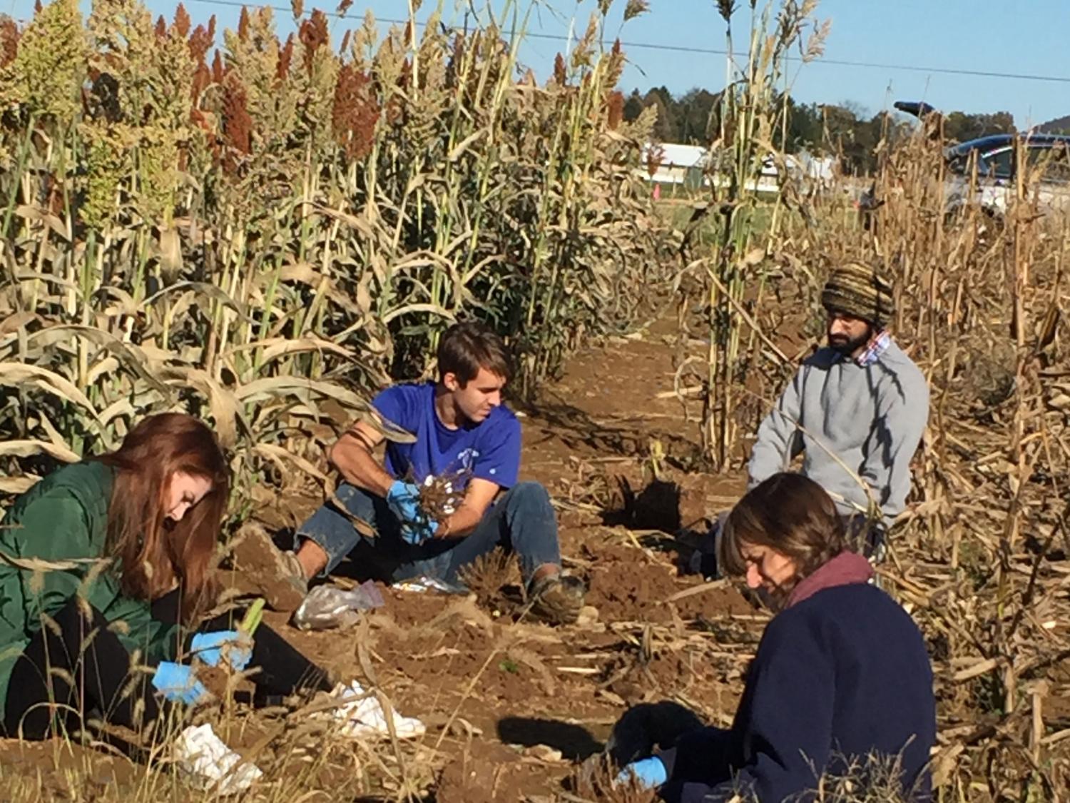 researchers sampling roots