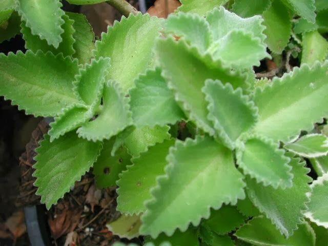 Spanish oregano